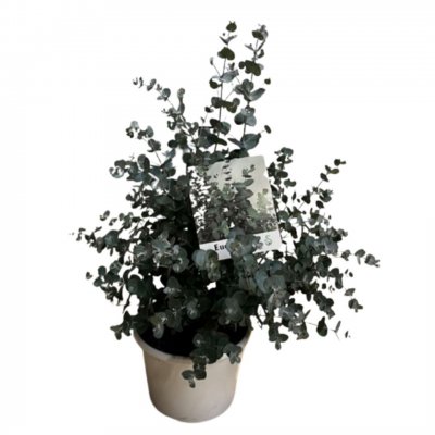 Eucalyptus gunnii, Silvereukalyptus