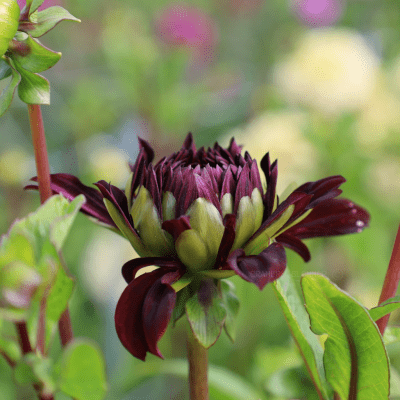 Dahlia Dekorativ Czarny Charakter 1st