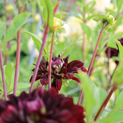 Dahlia Dekorativ Czarny Charakter 1st