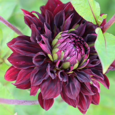 Dahlia Dekorativ Czarny Charakter 1st