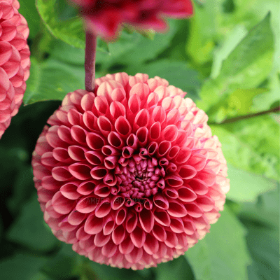 Dahlia Boll Copper Boy 1st