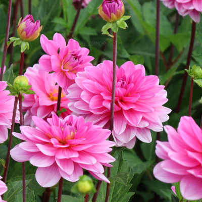 Dahlia Näckros Onesta 1st