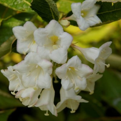 Weigela hybr. Bristol Snowflake, Trädgårdsprakttry
