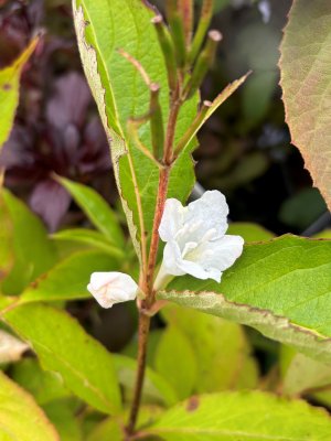 Weigela Candida, Prakttry