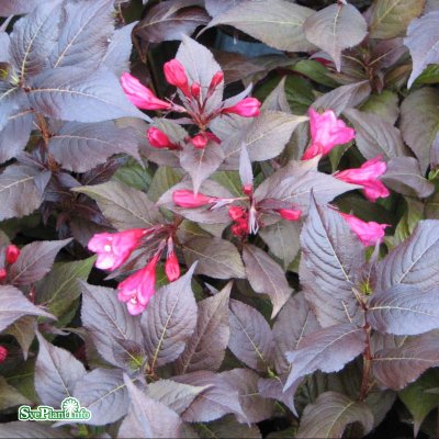 Weigela florida Minor Black ®, Rosenprakttry, 40-50 C3