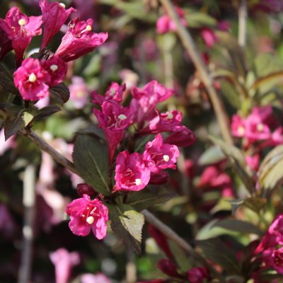 Weigela florida Minor Black ®, Rosenprakttry, 40-50 C3