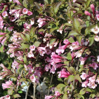 Weigela florida Nana Purpurea, Trädgårdsprakttry