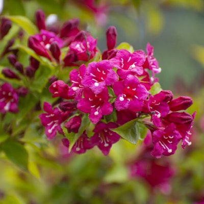 Weigela hybr. Rubidor, Prakttry