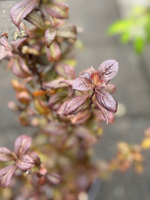Weigela hybr. Vintage Love ®, Prakttry