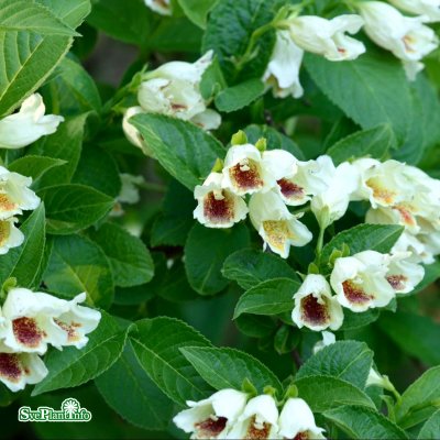Weigela middendorffiana, Gullprakttry, 40-50 C5