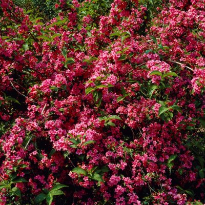 Weigela florida Rosea, Trädgårdsprakttry