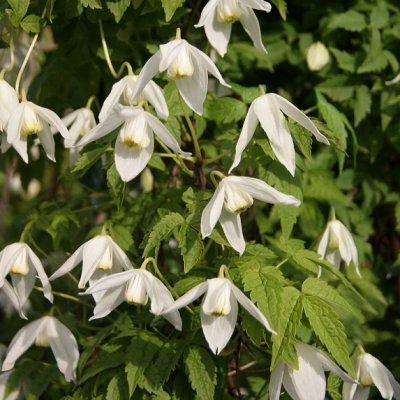 Clematis alpina White Columbine