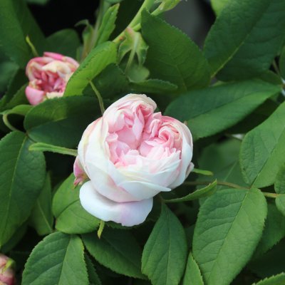 portland White Jacques Cartier, Portlandsros, C4