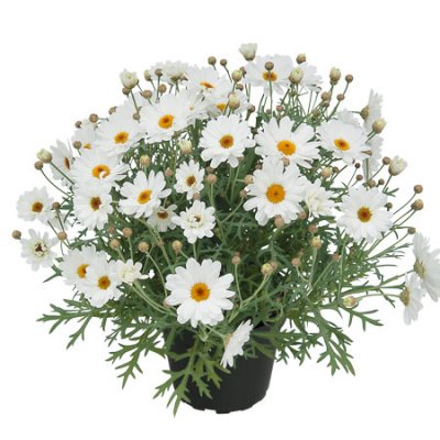 Margurit White Mocha, stickling 3-pack