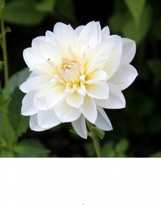 Dahlia Näckros White Onesta 1st