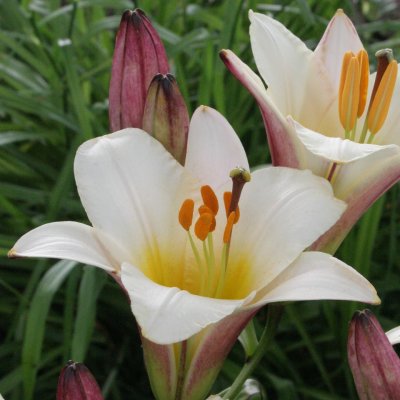 Kejsarlilja regale White Planet 3st
