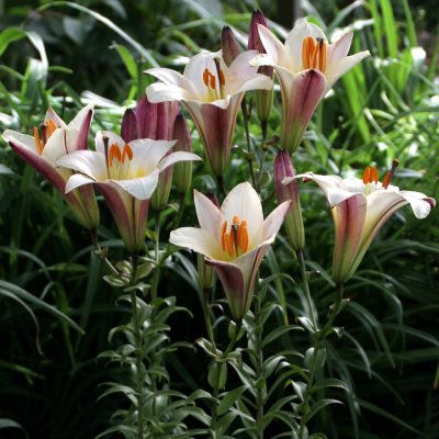 Kejsarlilja regale White Planet 3st