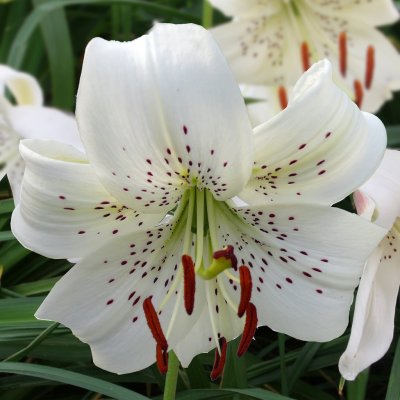 Tigerlilja White Twinkle 3st