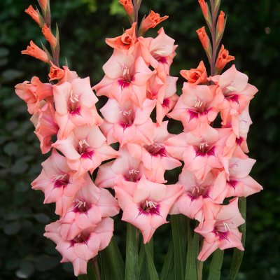 Gladiol Storblommig Whitney 10st