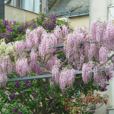 Wisteria floribunda Rosea, Japanskt Rosa Blåregn, 80-100 C2