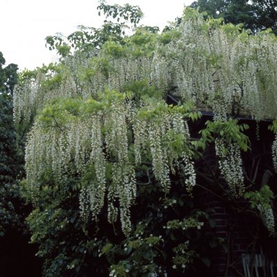 Wisteria sinensis Alba, Vitt Blåregn