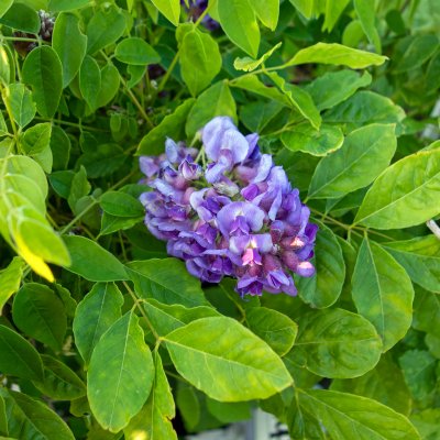 Wisteria sinensis (x formosa) Caroline (Amethyst), Blåregn