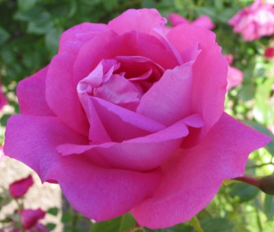 Rosa wichurana Climbing American Beauty