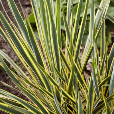 Yucca filamentosa Bright Edge, Fiberpalmlilja, P9cm