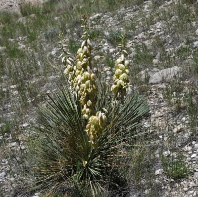 Yucca glauca (angustifolia), Trådpalmlilja, P9cm