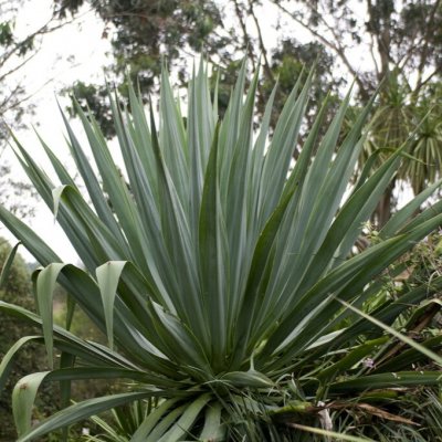 Yucca gloriosa