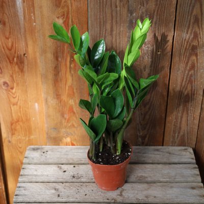 Zamioculcas zamiifolia