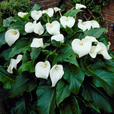 Zantedeschia aethiopica, Vit Kalla, P9cm