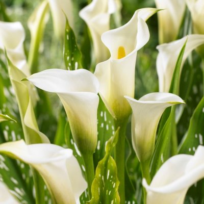 Kalla Prick- Zantedeschia albomaculata