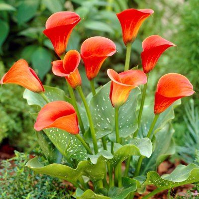 Kalla Zantedeschia Mango 1st