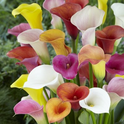 Kalla Zantedeschia Blandade Färger 3st