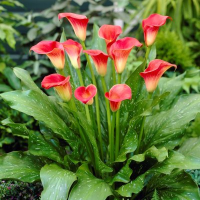 Kalla Zantedeschia Red Sox 1st