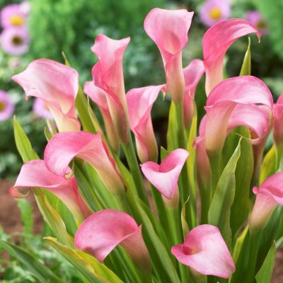 Kalla Skär Zantedeschia rehmanii 1st