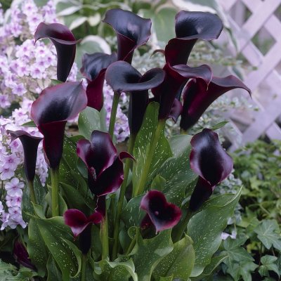 Kalla Zantedeschia Schwarzwalder ® (Black Forest) 1st