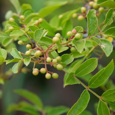 Zanthoxylum simulans, Kinesiskt Pepparträd, C5