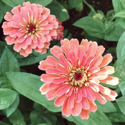 Zinnia, Benary´s Giant Salmon Rose