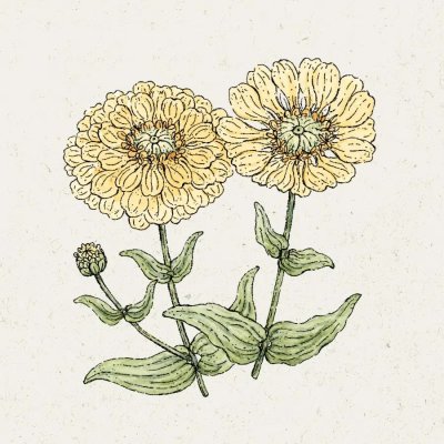Zinnia, Isabellina
