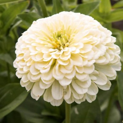 Zinnia, Isabellina