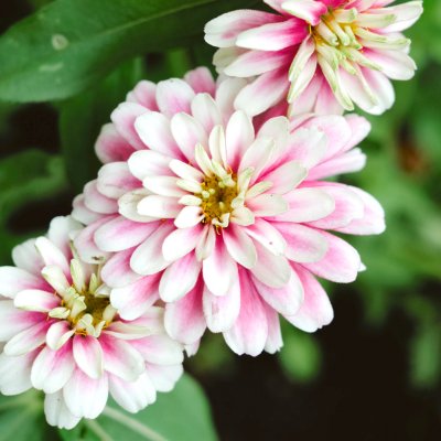 Zinnia, Maryland-, Zahara Double Raspberry Ripple