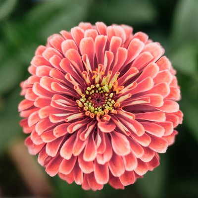Zinnia, Benary´s Giant Salmon Rose