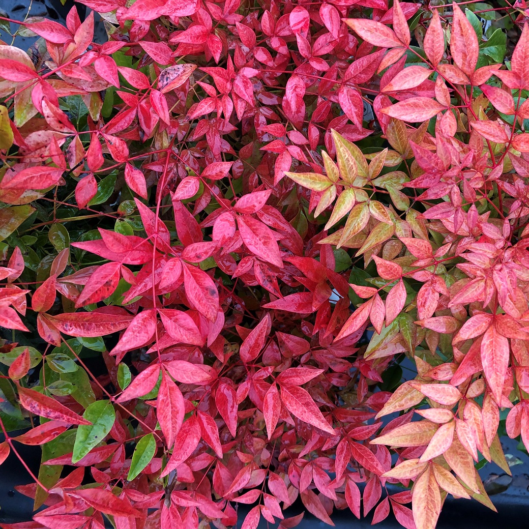 Himmelsbambutr Nandina Buskar Cramers fi Himmelsbambutr Nandina Buskar Cramers fi