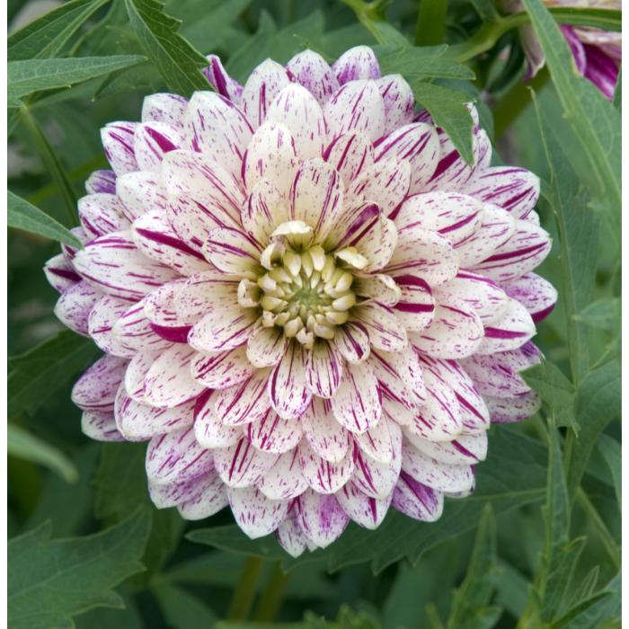 Dahlia dekorative