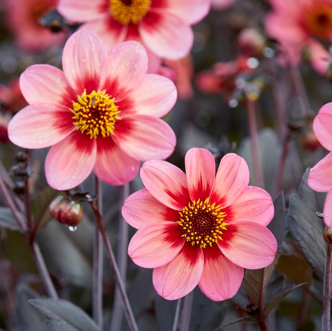 dahlia enkelblommiga