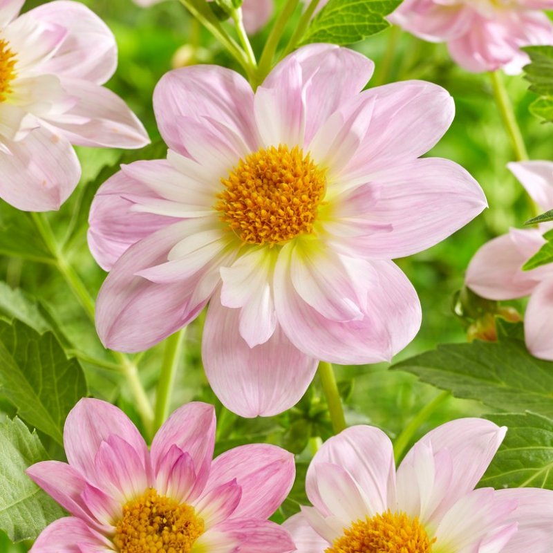 dahlia halskrage